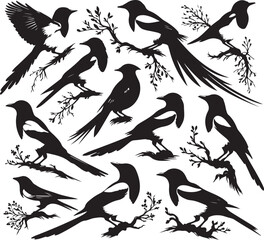 Birds icon silhouette vector with white background