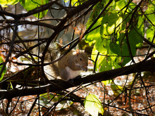 Autumn at Parco Sempione, Milan: a squirrel
