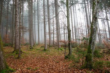 Fototapeta premium Part view of a forest on a foggy hazy winter day