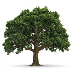 Lush Green Oak Tree Isolated on White Background