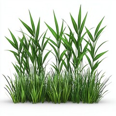Lush Green Grass and Reeds on White Background