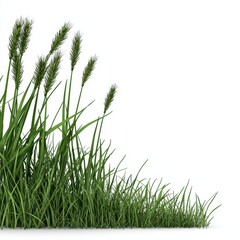 Lush Green Grass and Stalks Isolated on White