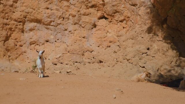 Footage of a white goat standing in the arid, rocky terrain of Wadi Bani Khalid in Oman. The scene captures the harsh, sun-drenched environment of the region, featuring a large, textured orange rock f