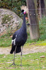 Fototapeta premium Grey Crowned Crane (Balearica regulorum), Common in marshes and grasslands of Southern and East Africa