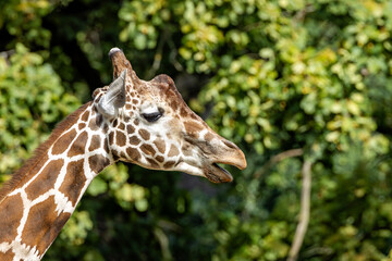 Fototapeta premium Giraffe (Giraffa camelopardalis), Common in the savannas and open woodlands of Sub-Saharan Africa