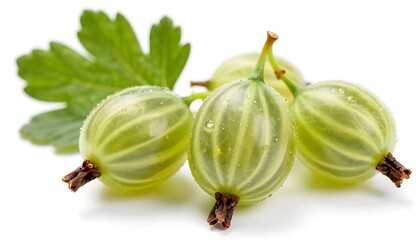 Freshly picked green gooseberries with a leaf, adorned with water droplets on a white background