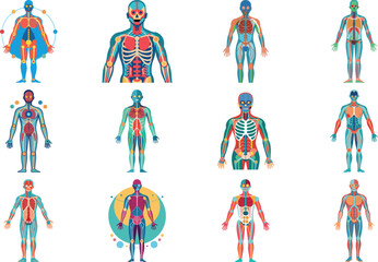 Human Anatomy Infographic Vector Set Showing Body Systems, Internal Organs, Skeleton, Muscular and Nervous System Medical, Healthcare, Biology and Science Illustration Collection for Educat