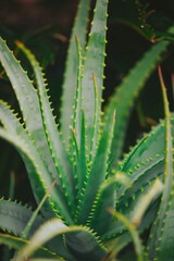 The aloe vera plant stands in a garden with its long, pointed leaves reaching upward. The sunlight highlights the vibrant green color of the plant, showcasing its structure and growth pattern