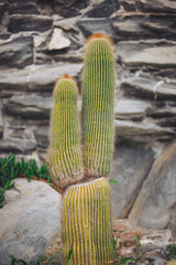 Two tall cacti grow together near a stone wall in a garden setting. Their green bodies rise toward the sky, displaying vertical lines and unique shapes under bright sunlight