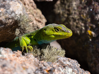 Fototapeta premium Macro close-up of a green lizard's head on granite rocks in Los Gigantes, Argentina. Detailed view of scales and eye in the wild.