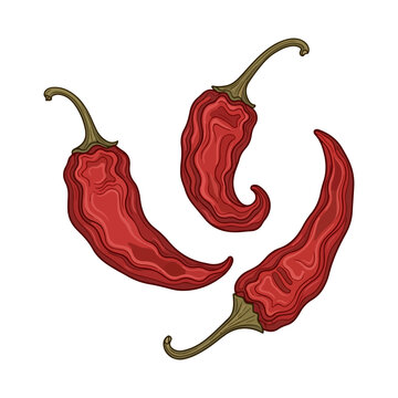 Vector illustration of dried red chili peppers isolated on white background
