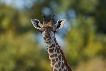 Obraz premium Young Thornicroft giraffe (Giraffa camelopardalis thornicrofti) in South Luangwa National Park, Zambia