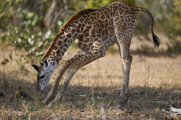 Young Thornicroft giraffe (Giraffa camelopardalis thornicrofti) in South Luangwa National Park, Zambia