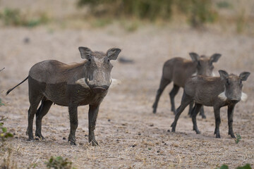 Fototapeta premium Warthog (Phacochoerus aethiopicus) in South Luangwa National Park, Zambia