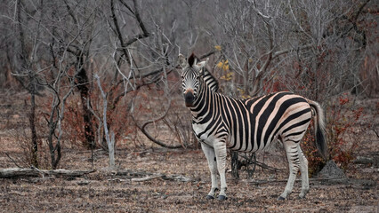 zebra in the wild © Daniel