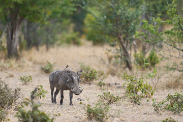 Fototapeta premium Warthog (Phacochoerus aethiopicus) in South Luangwa National Park, Zambia