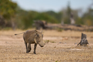 Fototapeta premium Warthog (Phacochoerus aethiopicus) in South Luangwa National Park, Zambia