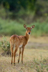 Fototapeta premium Female Puku (Kobus vardoni) grazing on grassland in South Luangwa National Park, Zambia