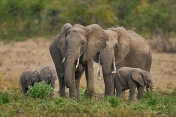 Fototapeta premium Herd of African Elephant (Loxodonta africana) with young in South Luangwa National Park, Zambia