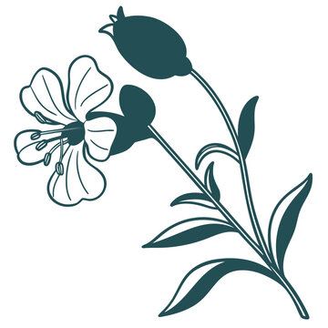 bladder campion flower line art on white