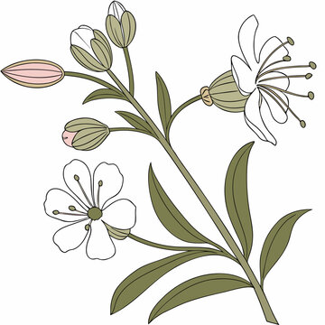 seamless floral background of bladder campion flower