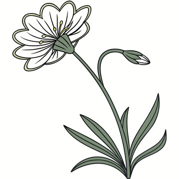 hawkweed flower line art on white background