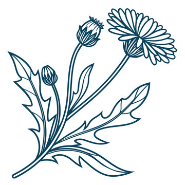 hawkweed flower line art on white background