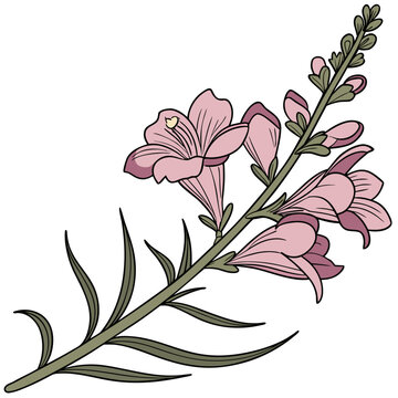 toadflax flower on white background