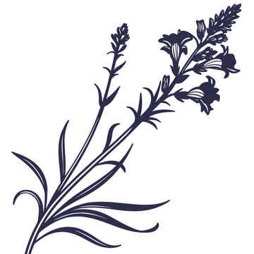 toadflax flower silhouette on white background