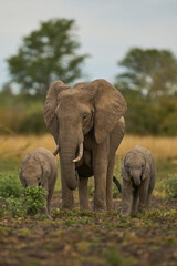 Herd of African Elephant (Loxodonta africana) with young in South Luangwa National Park, Zambia