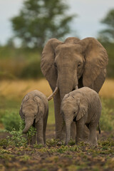 Fototapeta premium Herd of African Elephant (Loxodonta africana) with young in South Luangwa National Park, Zambia