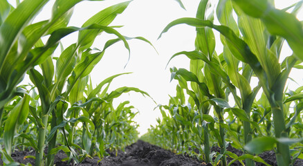 Obraz premium Young corn plants growing in cultivated field, low angle view