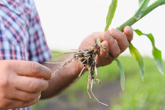 Farmer examining corn roots in cultivated field