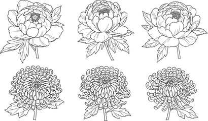 Floral line art flowers set, peony and chrysanthemum illustration, botanical outline drawing, coloring book style, vector design collection