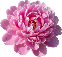 Beautiful blooming pink peony flower head with water drops isolated on white background perfect for floral arrangements wedding invitations and spring cards.