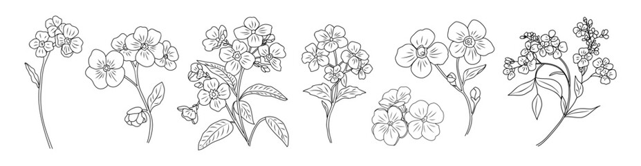 Set of Delicate Forget me not flowers, Myosotis in a clean minimalist botanical drawing style. Black line art vector illustrations isolated on transparent background 