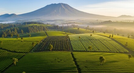 Fototapeta premium A lush, green tea plantation with a majestic mountain in the background.