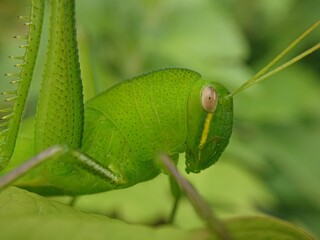Anacridium aegyptium, the Egyptian grasshopper or Egyptian locust