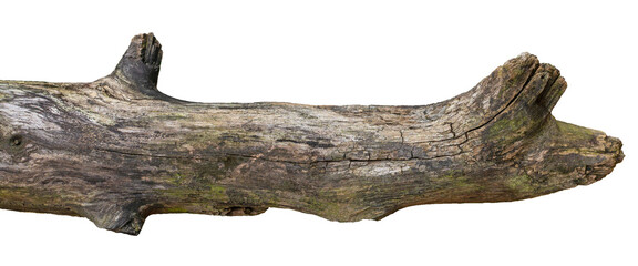 Dry Tree Trunk Section Texture Isolated on Transparent Background © ZackZephyr