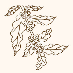 Fototapeta premium Clean coffee tree line art botanical illustration with leaves and coffee beans. Ideal for coffee branding, packaging, labels, cafe logos, posters, and organic product designs.