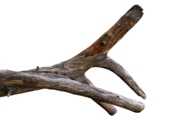 Dry Tree Trunk Section Texture Isolated on Transparent Background