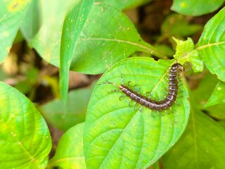 Obraz premium Brown centipede crawls across vibrant green leaf in forest peacefully.