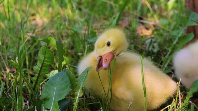 Funny small bright  yellow goslings on the green grass