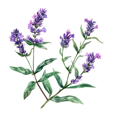 A Watercolor design, with minimal yet artistic elements for creative designs. hand-drawn paint, A beautiful painting of vervain herb set, EPS format, isolated on a white background