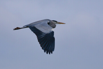 heron in flight
