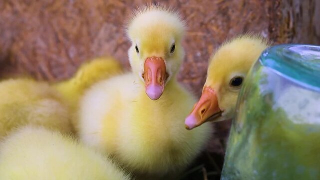 Funny small bright  yellow goslings on the green grass
