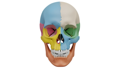 Colorful anatomical skull