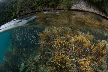 Corals grow in extremely shallow water amid the craggy limestone islands of Misool, Raja Ampat. This beautiful region harbors spectacular marine biodiversity.