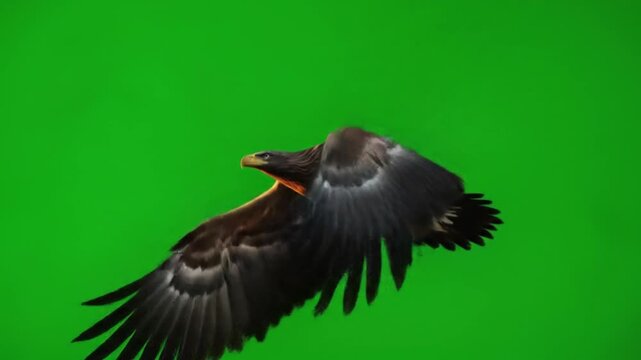 Majestic eagle soars gracefully across the vibrant green screen capturing its freedom and power