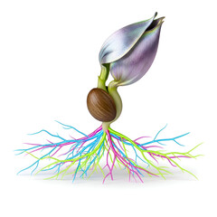 Colorful seedling sprouting